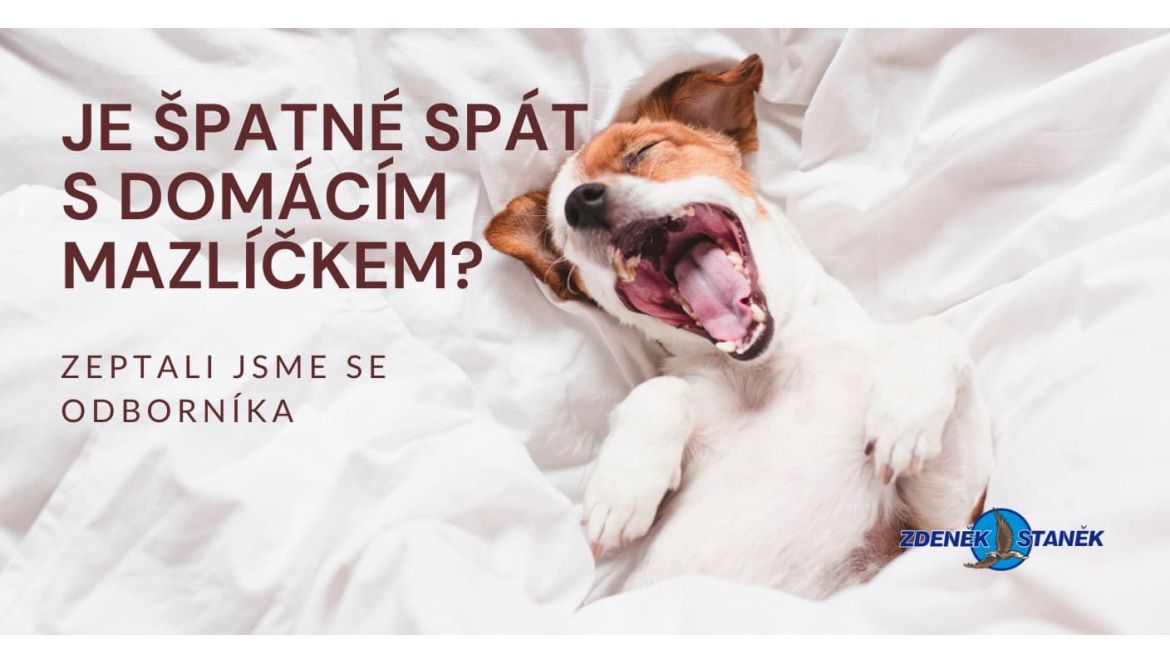Je špatné spát s domácím mazlíčkem? Zeptali jsme se odborníka